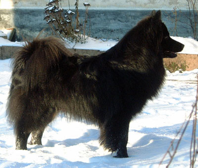 Svensk lapphund, Herding Instinct's Boazu Busig